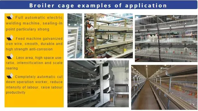 Popular Galvanized Customized Prefabricated Steel Structure Engineer Building Poultry Farm Chicken House Coop