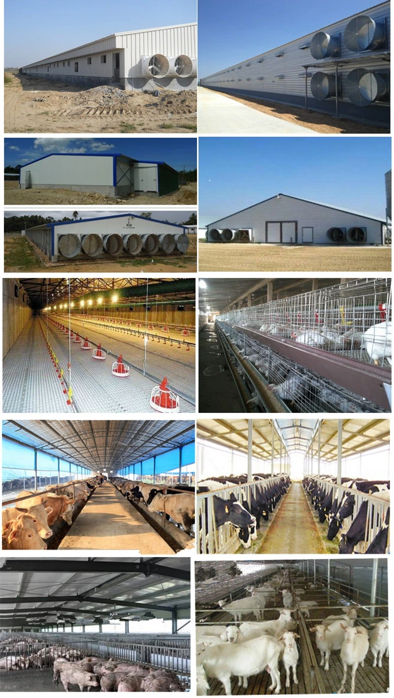 Factury Price Light Weight Metal Steel Structure Frame Broiler Farm/Poultry House/Broiler House/Chicken House with Equipment