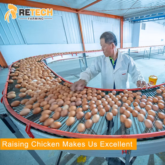 10,000 羽の産卵鶏を収容する採卵養鶏場用の自動バッテリー鶏小屋を設計します。