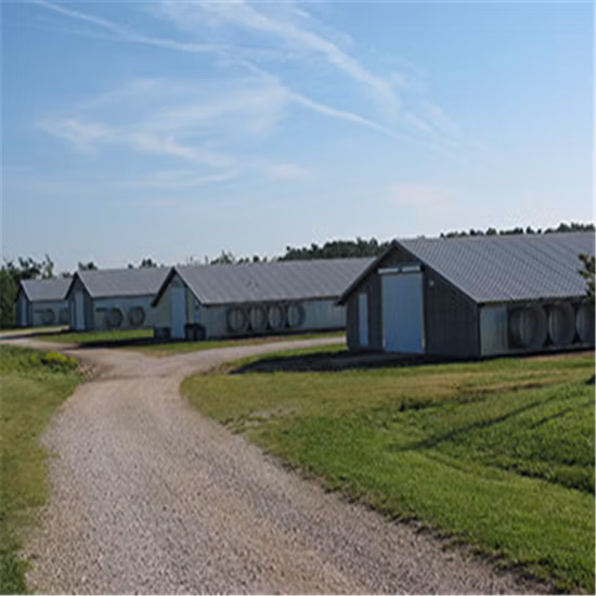 プレハブ鉄骨構造鶏小屋、養鶏場、ブロイラー鶏、養鶏工場用の完全な養鶏機器